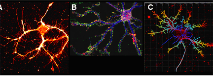 Aplysia neurons